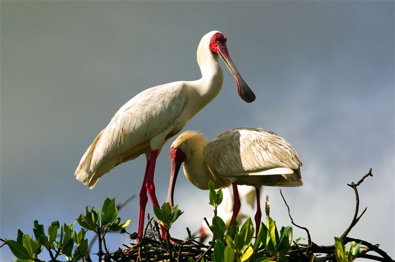 Die Magie des Gambia River erleben ©klublu /adobestock